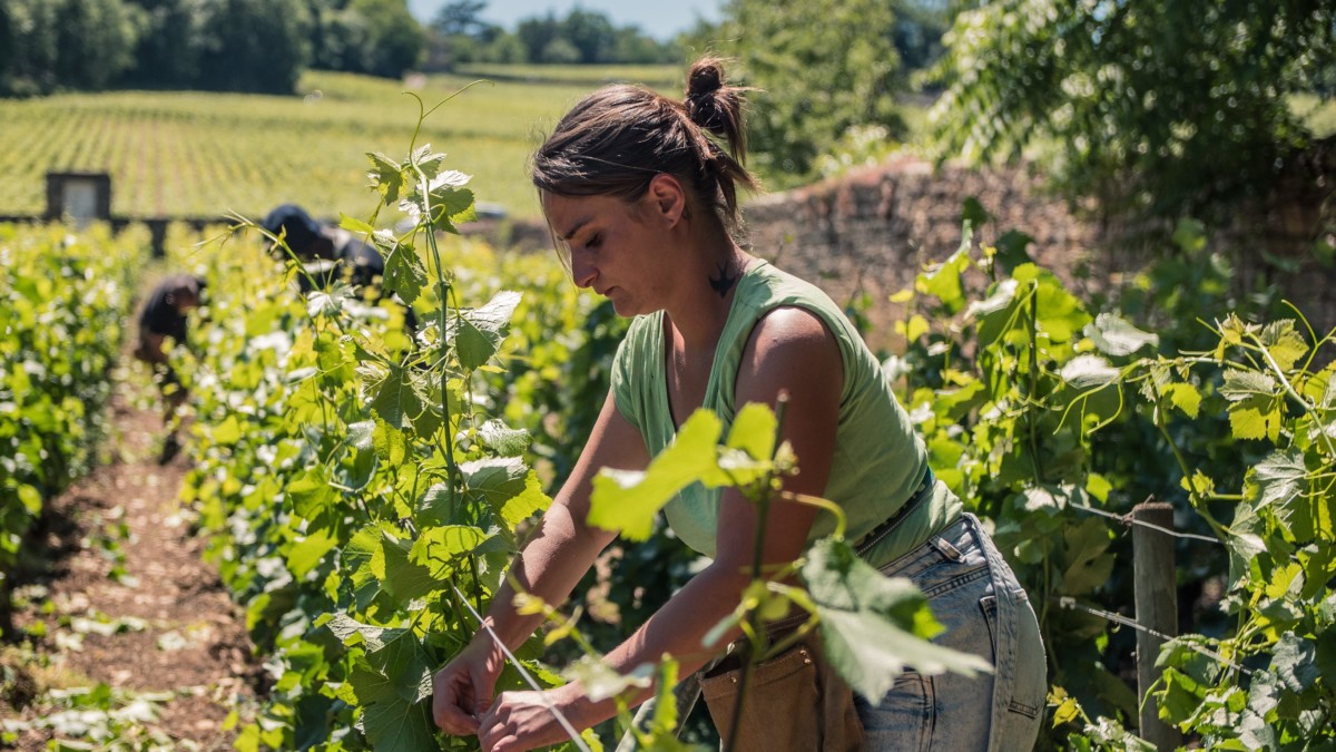 Quelle Est La Différence Entre Un Vigneron Et Un Viticulteur